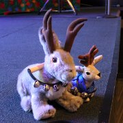 Some of the little ones.  Jack A. Lope and his wife Pearl have been separated during ACQ's four year hiatus.  Jack has been responsible for these two little ones during his time in Illinois.  Pearl will rejoin the group as soon as ACQ makes it back to perform in Wichita (hint, hint)   (photo by Randy Brown)